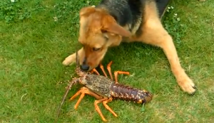sobaka-i-lobster-video