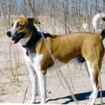 arubskaya-derevenskaya-sobaka2