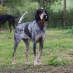 bolshaya-golubaya-gaskonskaya-gonchaya8