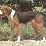 yugoslavskaya-trexcvetnaya-gonchaya10