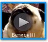 Лайка, все виды лаек с фото и видео Лайка, все виды лаек с фото и видео