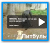 Лайка, все виды лаек с фото и видео Лайка, все виды лаек с фото и видео