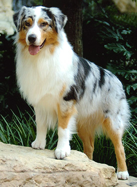 australian_shepherd