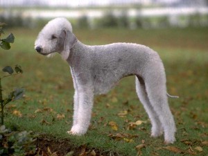 Бедлингтон терьер(BEDLINGTON TERRIER