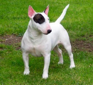 БУЛЬТЕРЬЕР(English Bull Terrier)