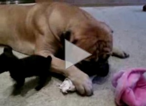 Bullmastiff-and-toy-a-terrier--VIDEO
