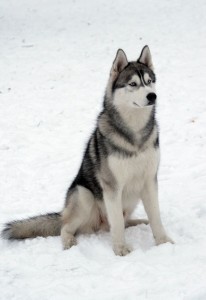 Хаски фото (Husky photo)