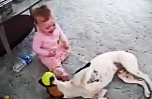 Собака и ребенок прикольное видео