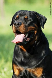 Ротвейлер (нем. Rottweiler)