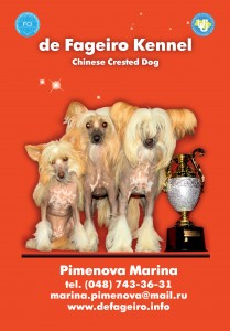 Питомник фила бразилейро и китайских хохлатых собак