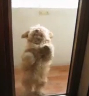 Собака танцевалка, классная собака танцует перед зеркалом