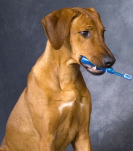 Как правильно чистить зубы собаке.