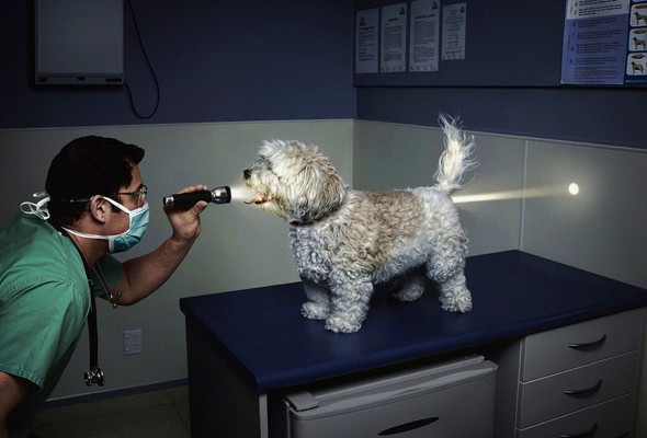 Ветеринар для собаки