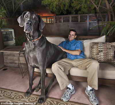 самая большая в мире собака
