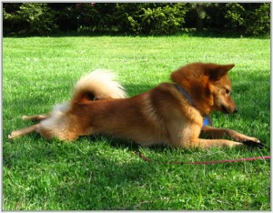 Finnish-Spitz