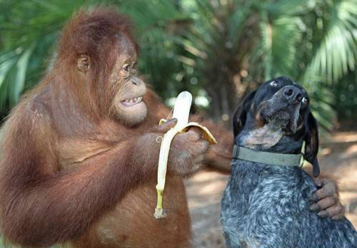 httpsuperpesik.rusobaka-i-orangutan.html3
