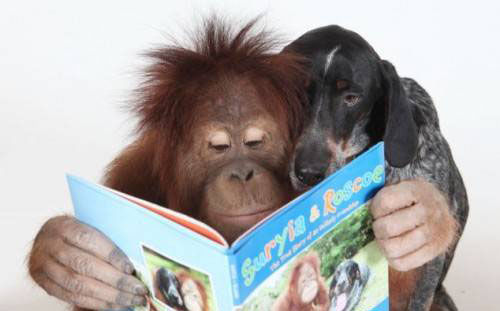 httpsuperpesik.rusobaka-i-orangutan.html7