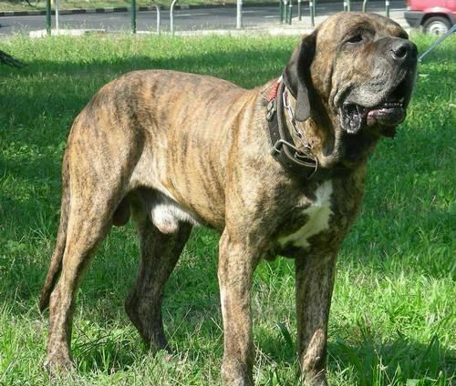 FILA-BRASILEIRO