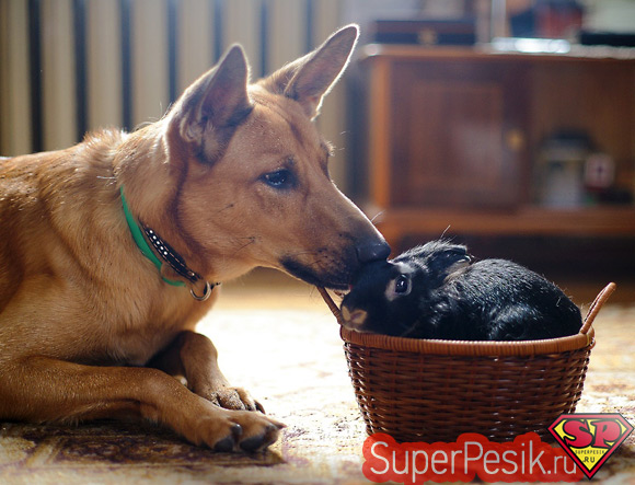 Декс и Вася фото - самое популярное фото собаки и кролика на Яндексе