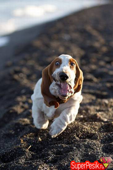 basset-xaund-foto5