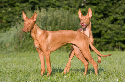 Pharaoh Hound