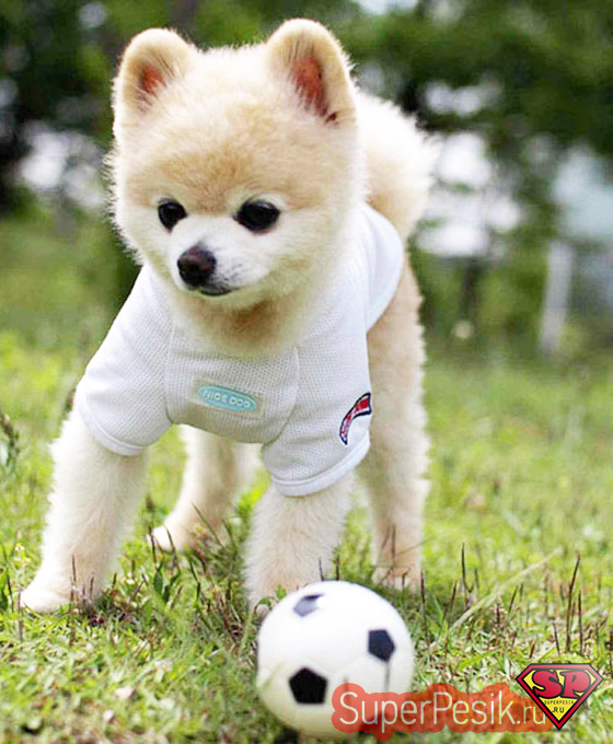 Конкурент собаки Бу - «самая милая собачка Японии по имени Шансьюк»