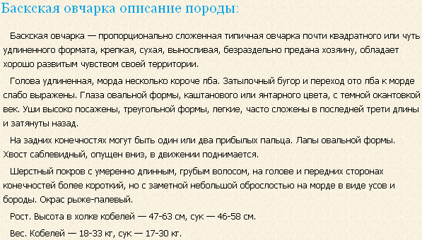 Описание породы баскская овчарка