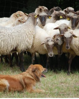 Баскская овчарка фото