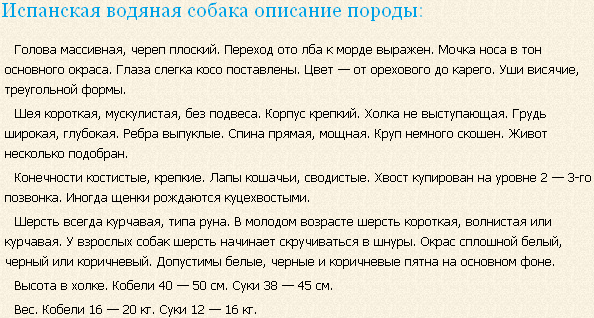 Описание породы испанская водяная собака