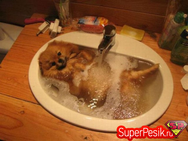 собака принимает ванную в умывальнике