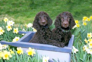 irlandskij-vodyanoj-spaniel1