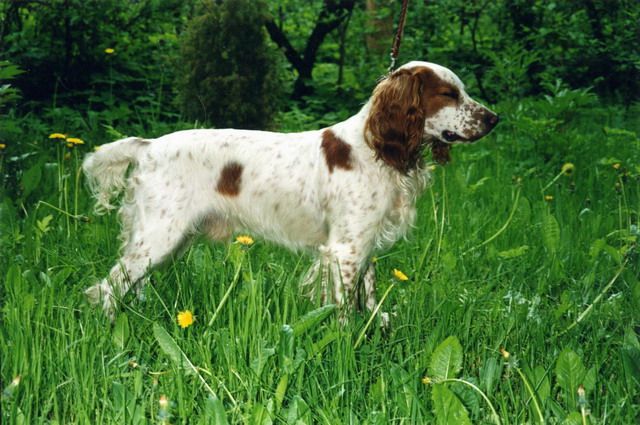 russkij-spaniel11