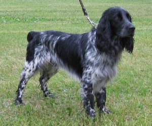 russkij-spaniel15