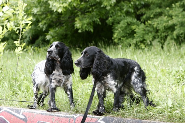 russkij-spaniel18