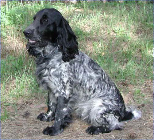 russkij-spaniel9