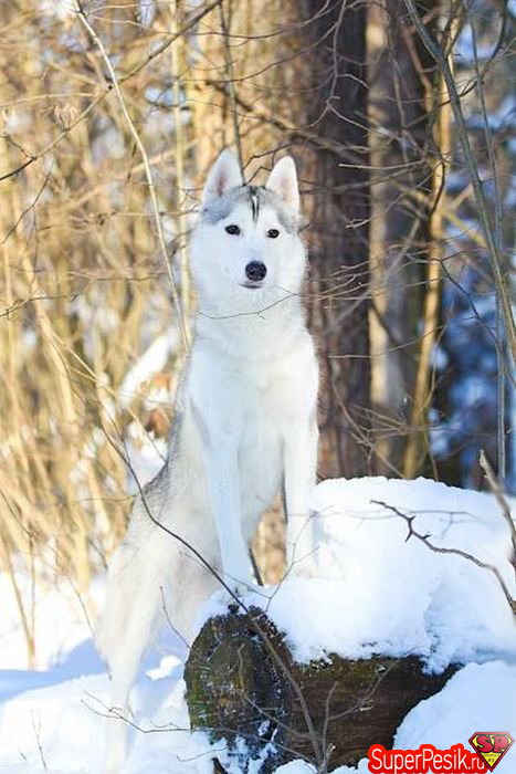 fotografii-laek-i-xaski18