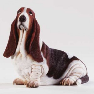 Basset-Hound