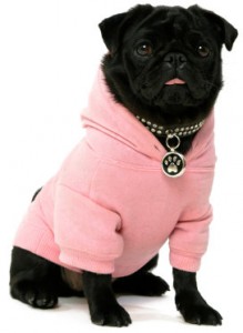 Black pug in hoodie on a white background