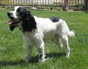 RussianSpaniel6VanyaCA