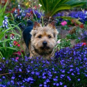 norwich-terrier-01