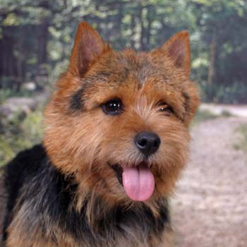 norwich-terrier-06