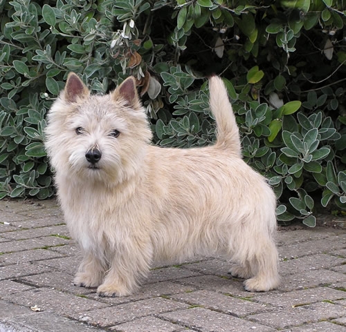 norwich-terrier-08