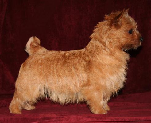 norwich-terrier-10