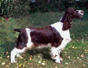 russian_spaniel_1025_8