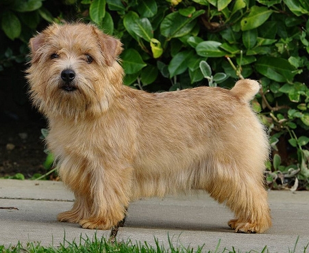 norfolk-terrier-1