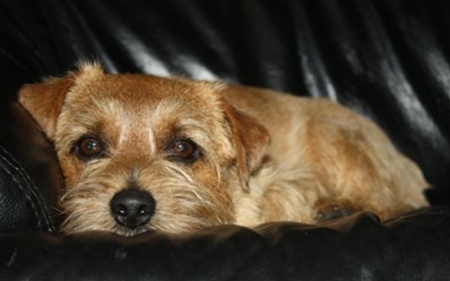 norfolk-terrier-2