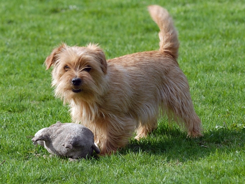 norfolk-terrier-6