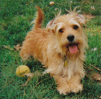 norfolk-terrier-7