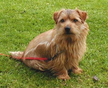 norfolk-terrier-9