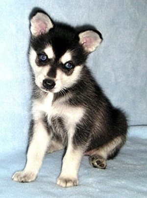 Alaskan_Klee_Kai_13